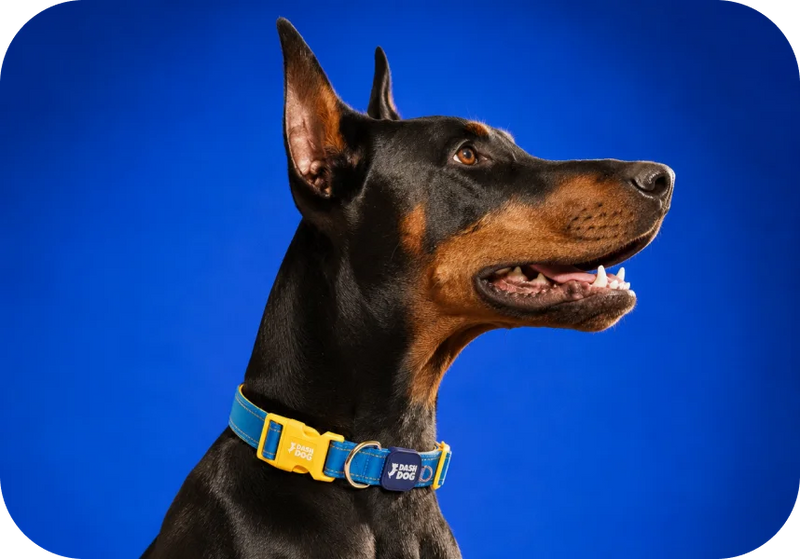 Shop Collars →