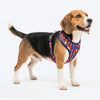 HUFT Playstripes Adjustable Harness For Dog - Rust & Navy