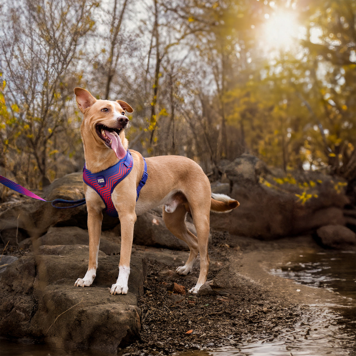 Dash Dog Chevron Easy Walk Harness For Dog - Purple - Heads Up For Tails