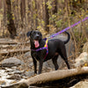 Dash Dog On-The-Go Harness For Dog - Yellow - Heads Up For Tails
