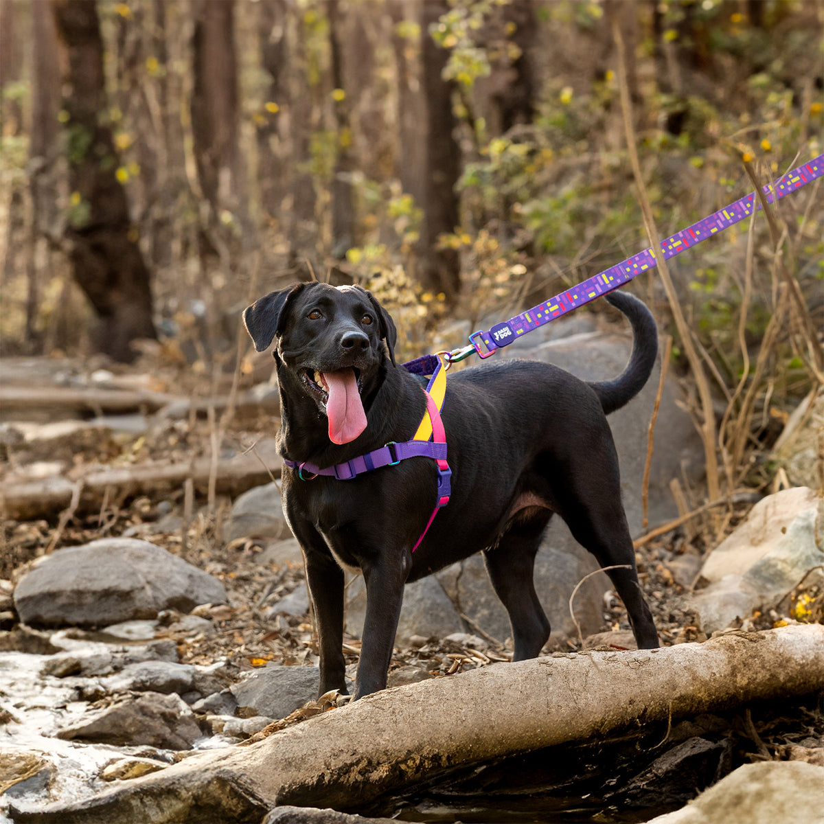 Dash Dog On-The-Go Harness For Dog - Yellow - Heads Up For Tails