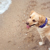 Dash Dog Dotty Padded Collar For Dog - Purple - Heads Up For Tails
