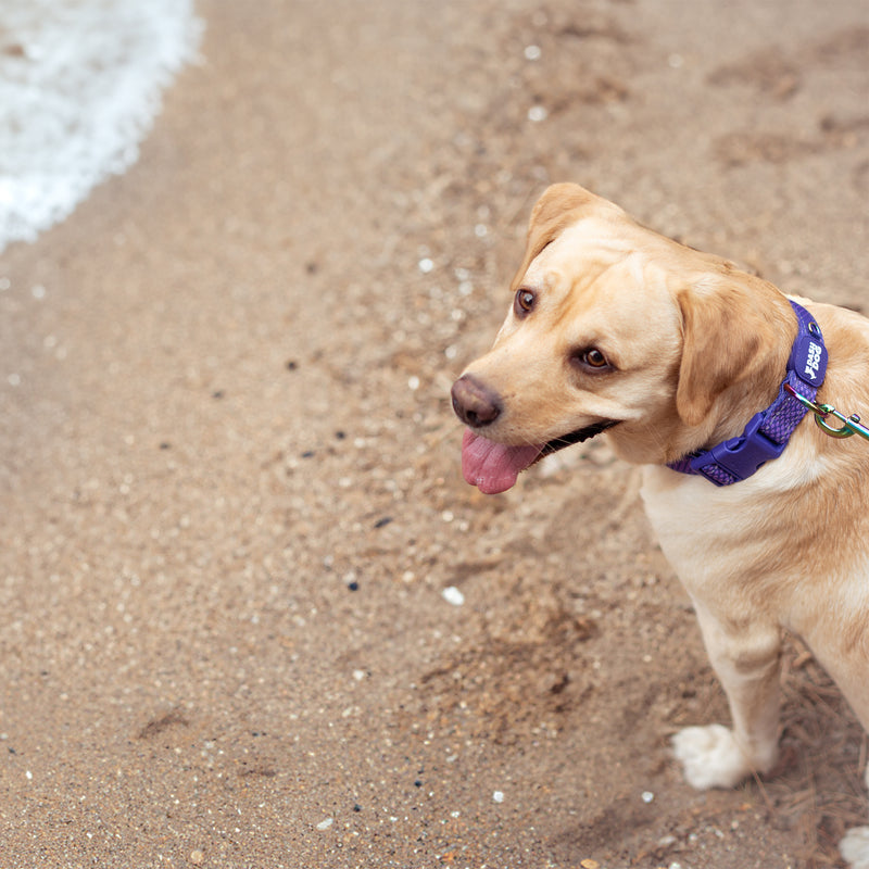 Dash Dog Dotty Padded Collar For Dog - Purple - Heads Up For Tails