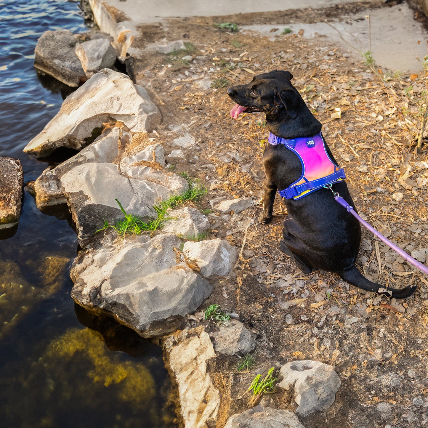 Dash Dog Zoom Easy Leash For Dog - Purple