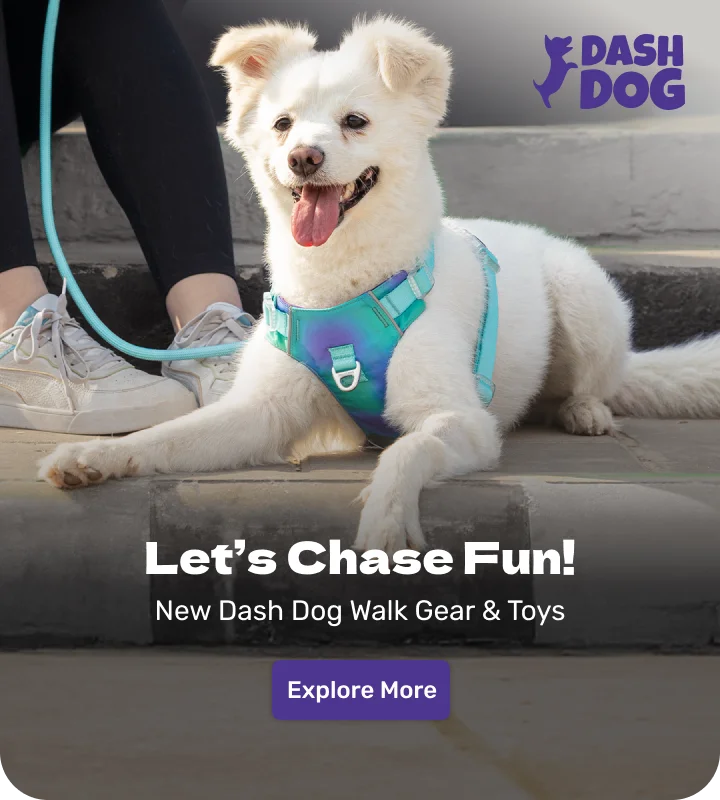 Dash dog