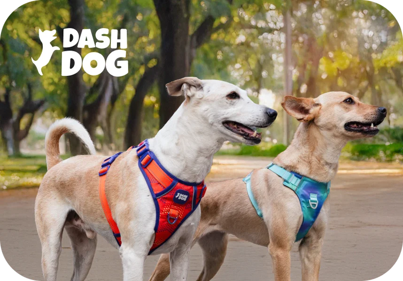 Dash Dog