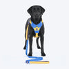Dash Dog Dual Handle Leash For Dog - Royal Blue & Yellow