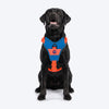 Dash Dog Walk Pro Harness For Dog - Blue & Orange