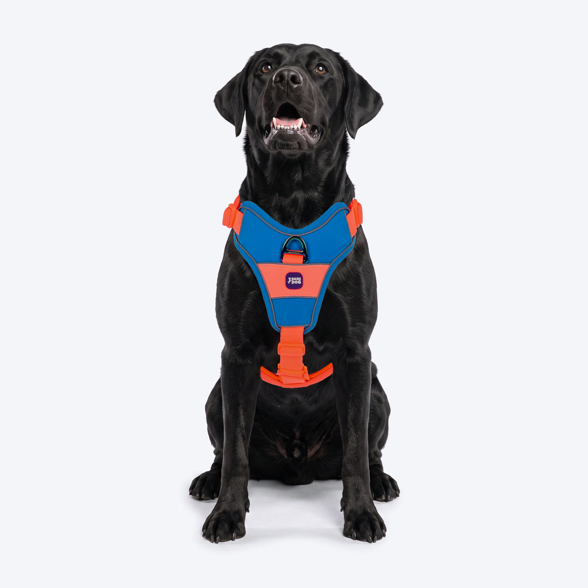 Dash Dog Walk Pro Harness For Dog - Blue & Orange