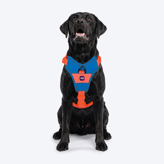 Dash Dog Walk Pro Harness For Dog - Blue & Orange