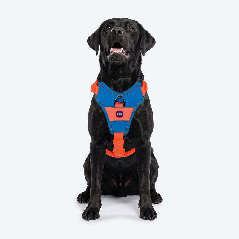 Dash Dog Walk Pro Harness For Dog - Blue & Orange