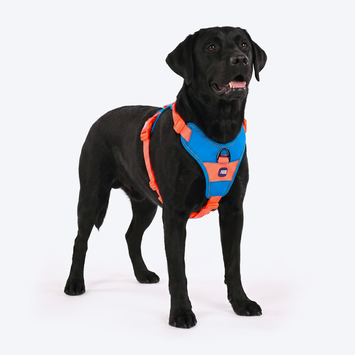 Dash Dog Walk Pro Harness For Dog - Blue & Orange