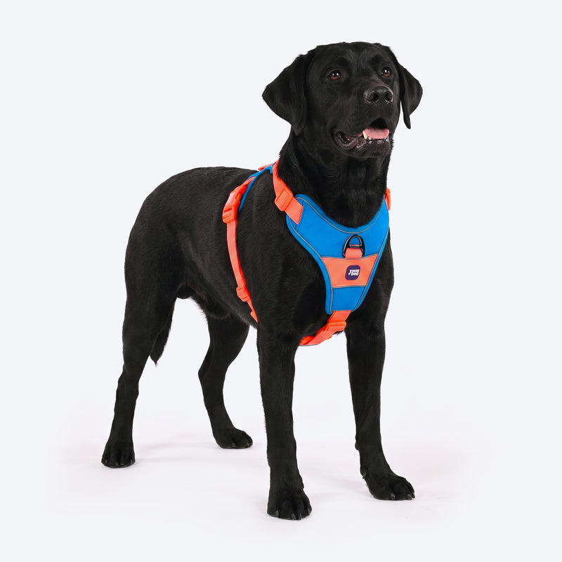 Dash Dog Walk Pro Harness For Dog - Blue & Orange