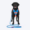 Dash Dog Walk Pro Harness For Dog - Blue & Orange