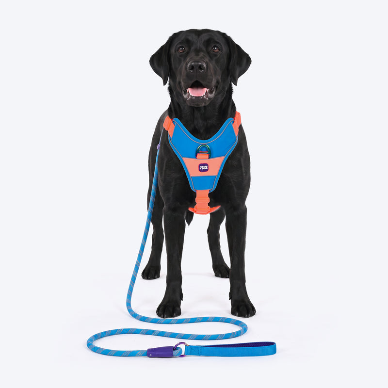 Dash Dog Walk Pro Harness For Dog - Blue & Orange