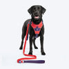 Dash Dog Dual Handle Leash For Dog - Red & Purple