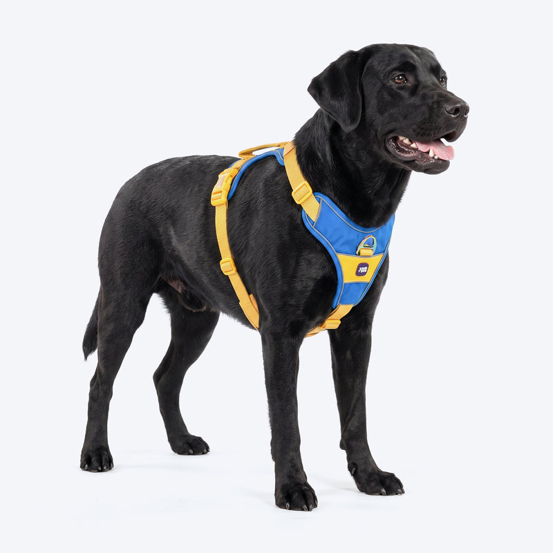 Dash Dog Walk Pro Harness For Dog - Royal Blue & Yellow