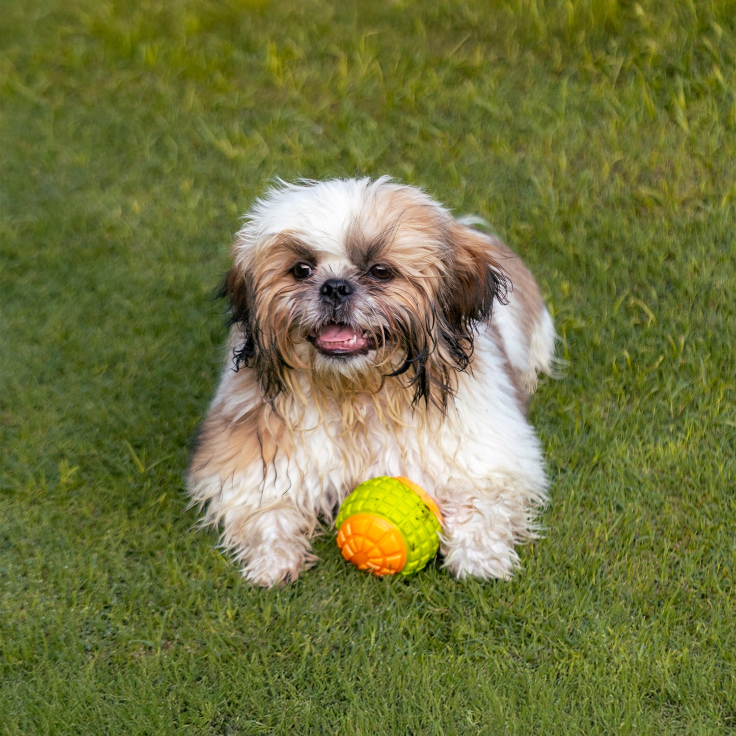 Dash Dog Squeaky Serve Tennis Ball Fetch Toy For Dog - Orange & Green - M