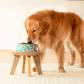 HUFT Pawsome Blossom Printed Melamine Bowl With Steel Insert For Dog - Green & Pink - Heads Up For Tails