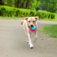 Dash Dog Squeaky Serve Tennis Ball Fetch Toy For Dog - Pink & Turquoise - L
