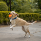 Dash Dog Double Trouble Ball For Dog - Orange & Grey