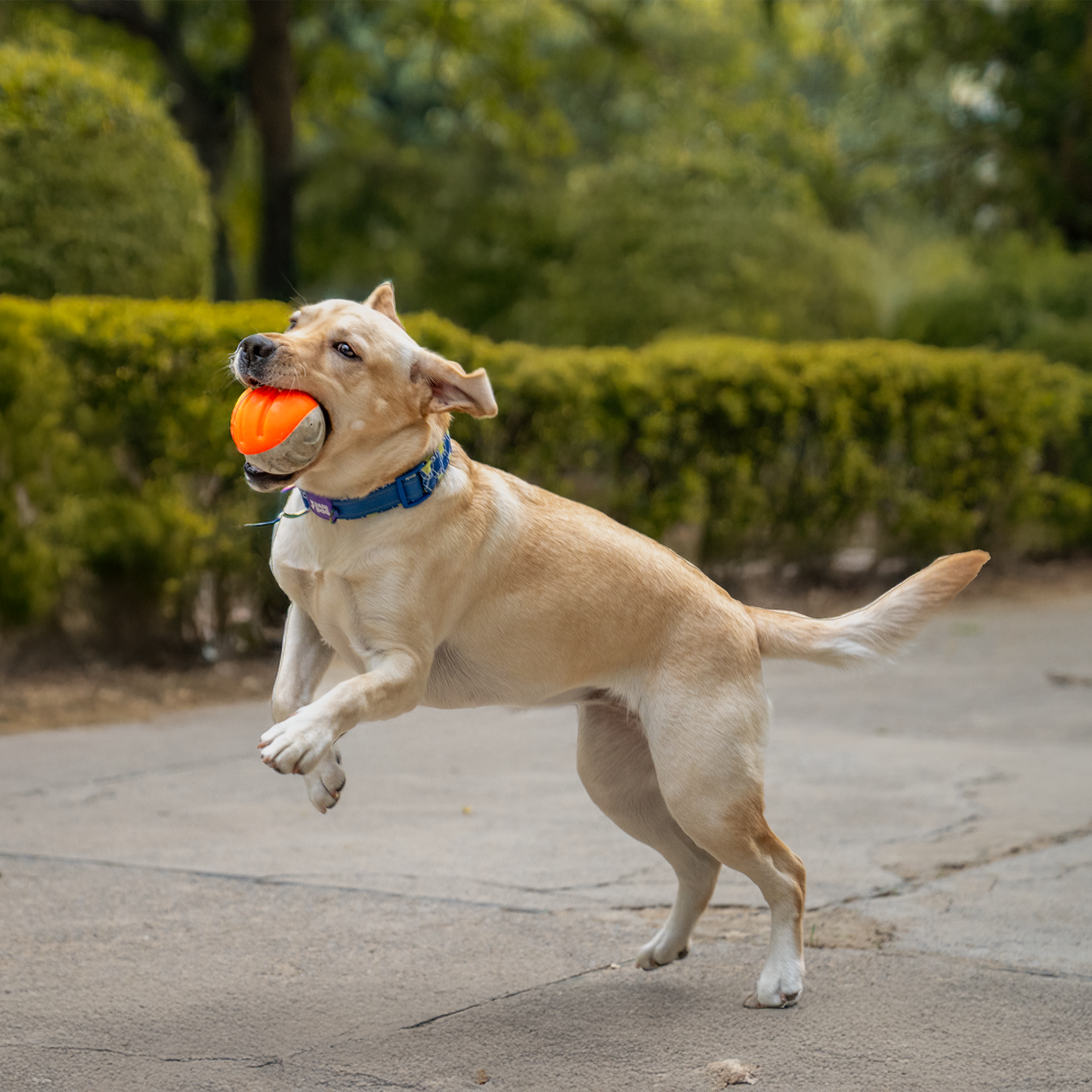 Dash Dog Double Trouble Ball For Dog - Orange & Grey