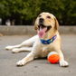 Dash Dog Double Trouble Ball For Dog - Orange & Grey