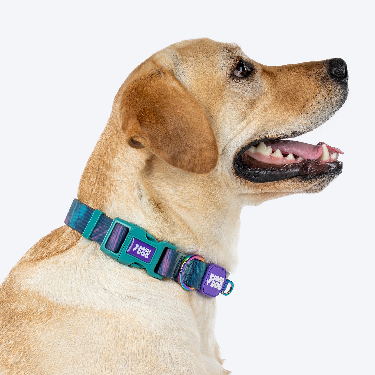 Dash Dog Wild Ridge Waterproof Dog Collar & Leash Set - Green