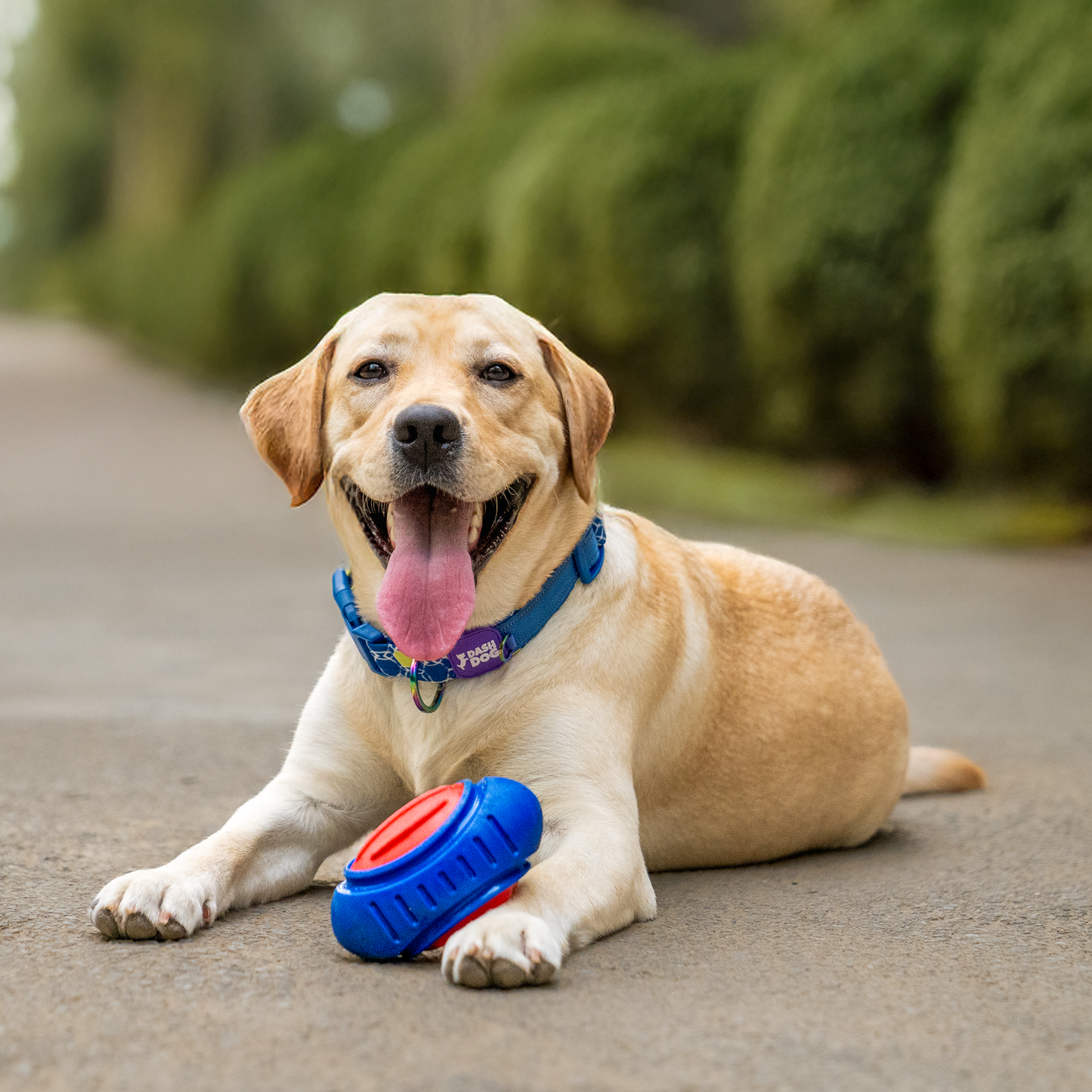 Dash Dog Sprinter Fetch Toy For Dog - Blue & Red - S