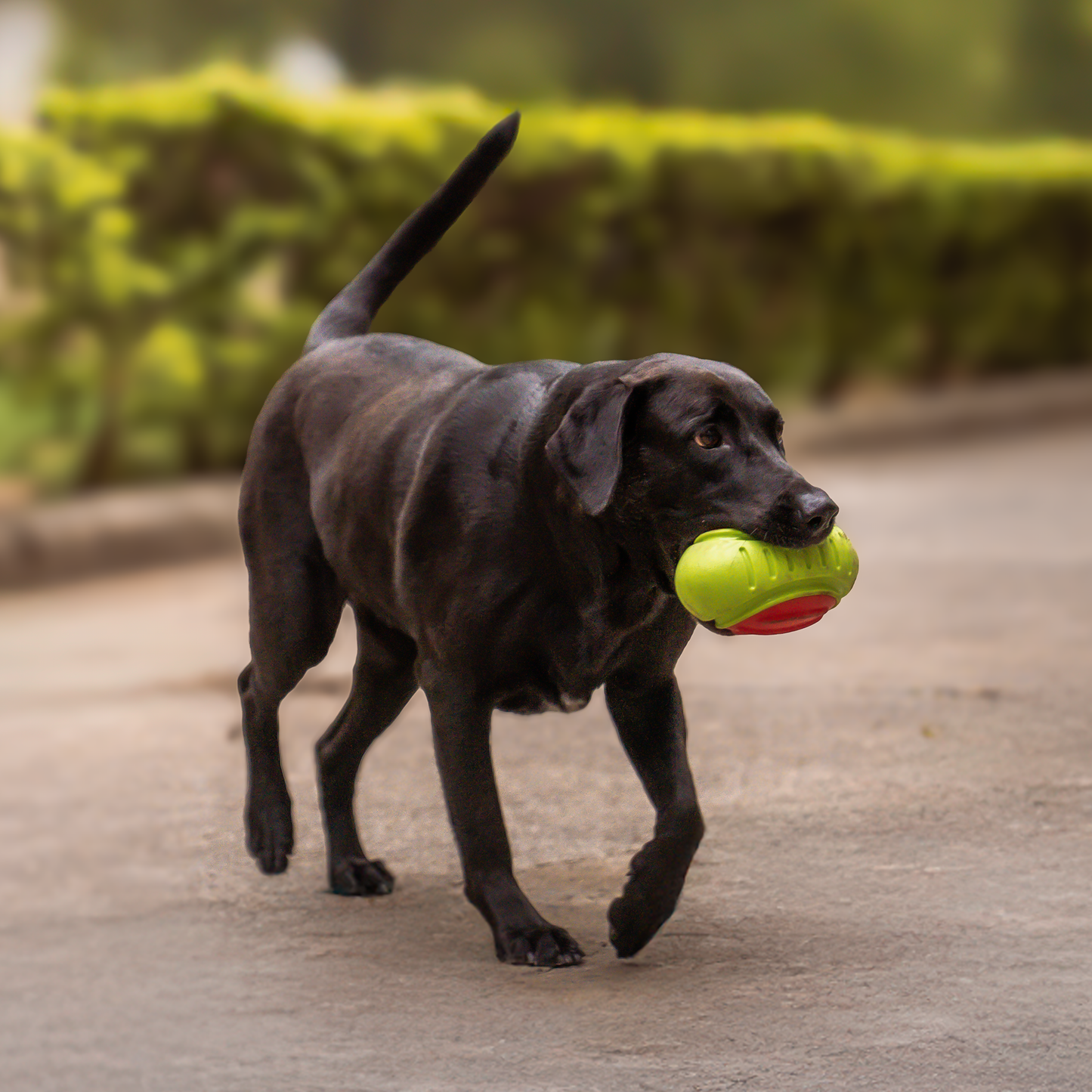 Dash Dog Sprinter Fetch Toy For Dog - Green & Orange - L