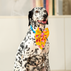 HUFT Blush Bloom Lady Bow Tie For Dog - Yellow - Heads Up For Tails