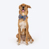HUFT Happy Stripes Bow Tie With Collar For Dog - Blue & Peach - Heads Up For Tails