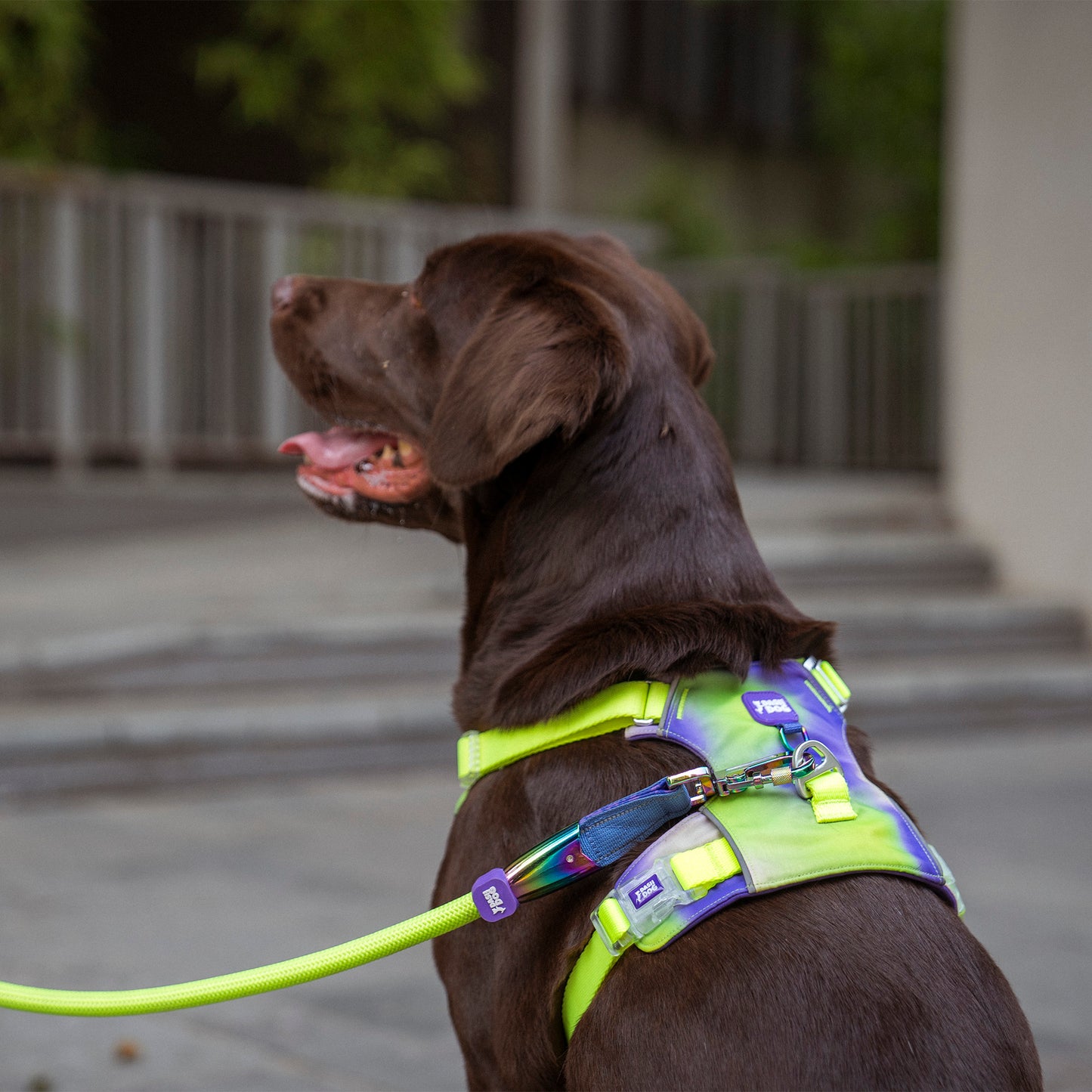 Dash Dog Neon Fusion Outdoor Ease Harness For Dog - Neon Green
