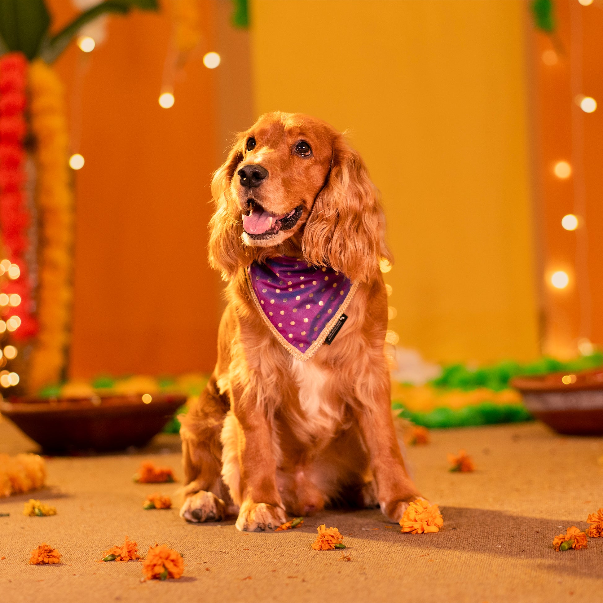 HUFT Desi Glam Knot Bandana For Dog - Purple - Heads Up For Tails