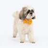 HUFT Shahi Utsav Bow Tie For Dog - Yellow