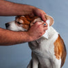 HUFT Biodegradable Pet Wipes - Pack Of 30