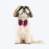 HUFT Shahi Utsav Bow Tie For Dog - Purple