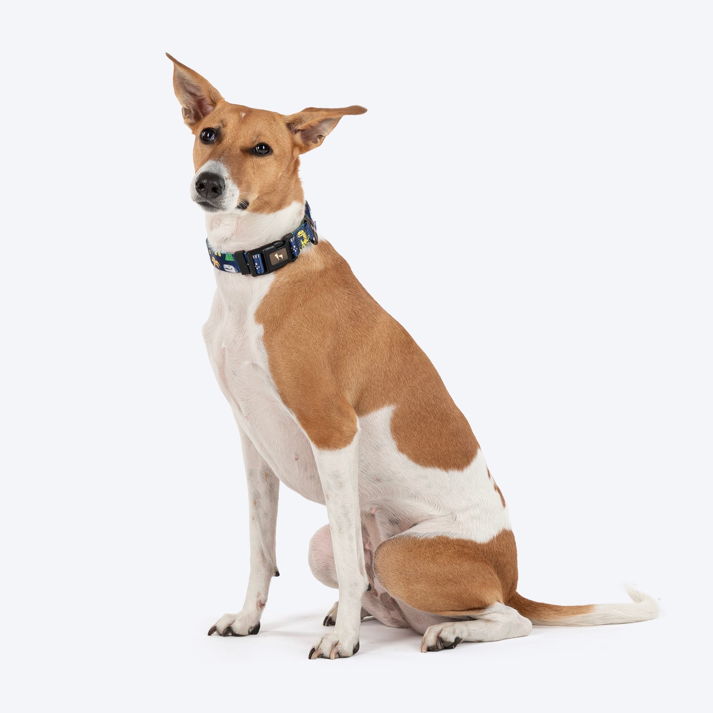 HUFT Dino Land Collar For Dog - Blue - Heads Up For Tails
