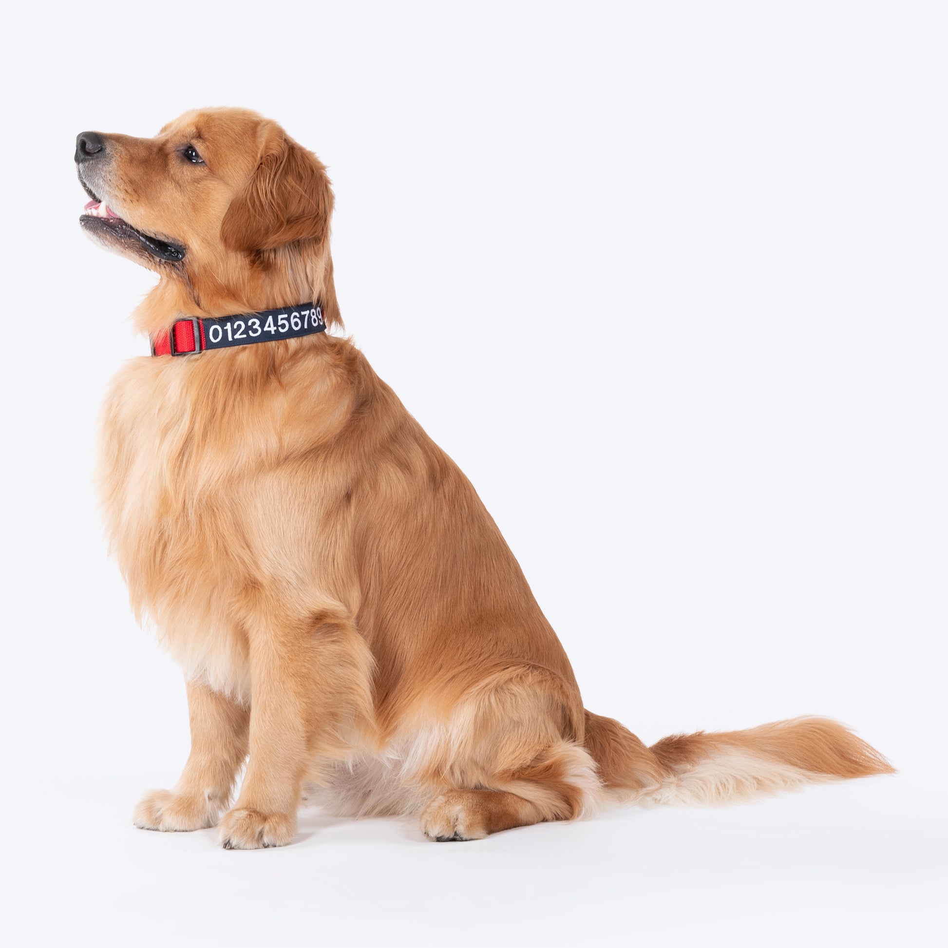 HUFT Personalised (Mobile No.) Basics Dog Collar - Crimson Red - Heads Up For Tails