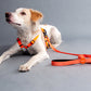 HUFT Classic Nylon Dog Leash - Orange (Can be Personalised) - 1.5 m - Heads Up For Tails