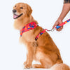 HUFT Crimson Thrill Printed Dog Leash - Heads Up For Tails