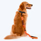 HUFT Shock Absorption Dog Leash - Orange - Heads Up For Tails