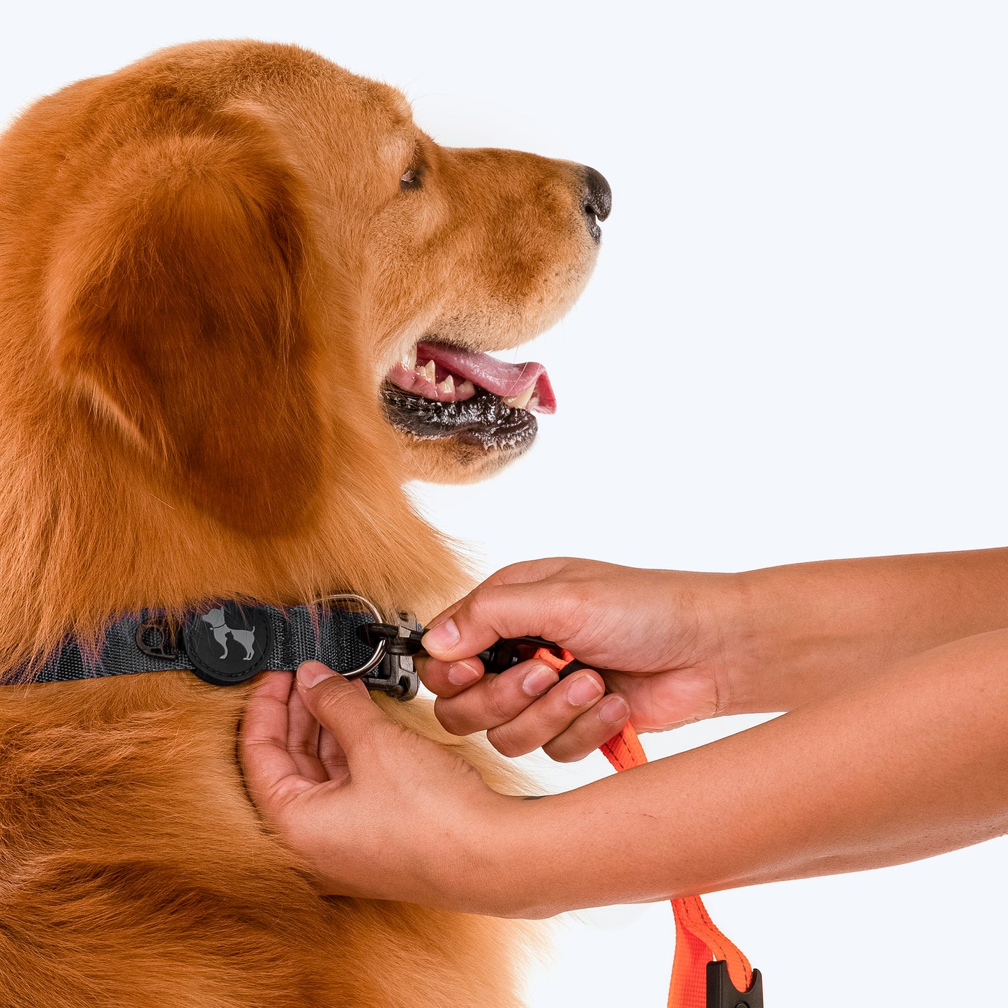 HUFT Shock Absorption Dog Leash - Orange - Heads Up For Tails