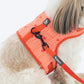 HUFT Slip & Stroll Harness & Leash Set For Dog - Red Romance - Heads Up For Tails