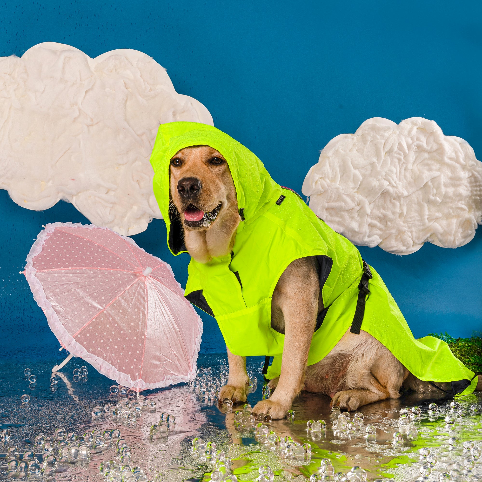 Dog in rain on sale gear