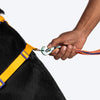 Dash Dog Radiant Blaze Easy Walk Harness For Dog - Orange - Heads Up For Tails
