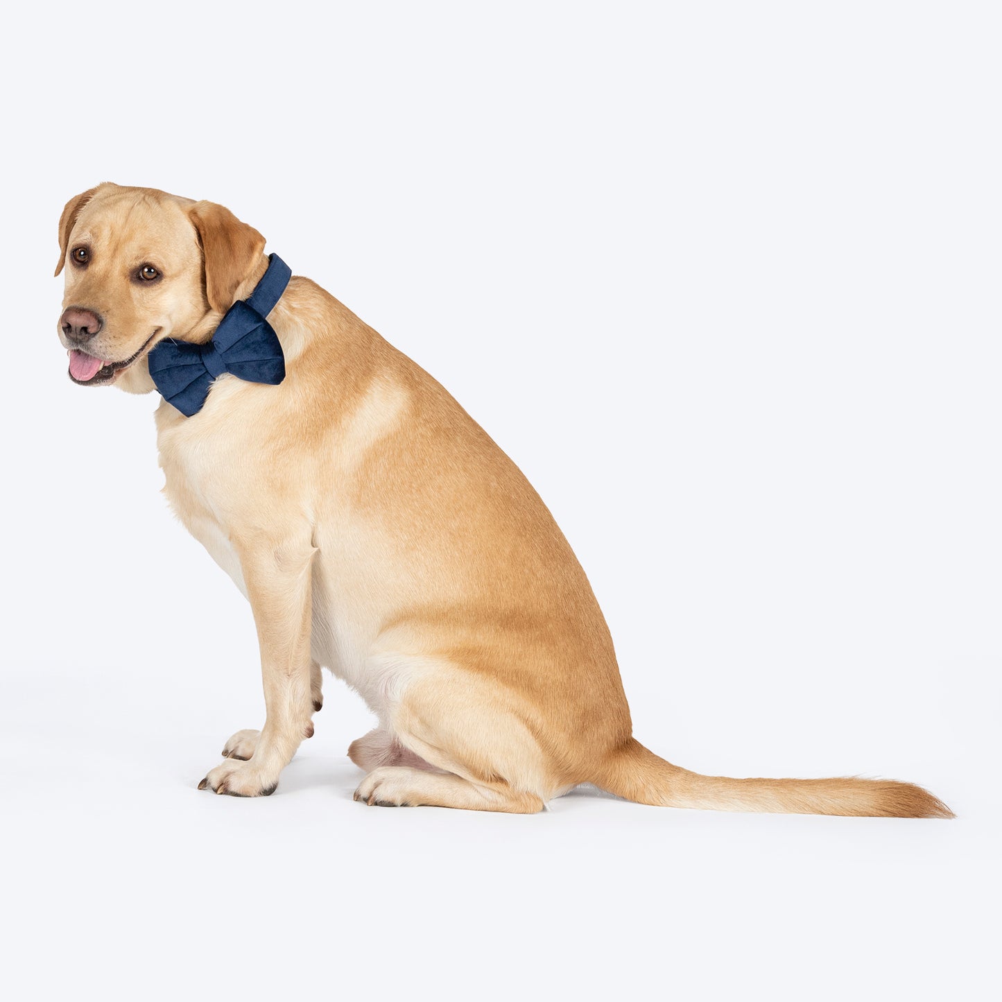 HUFT Personalised Luxe Velvet Bling Fabric Collar With Bow Tie For Dog - Dark Navy