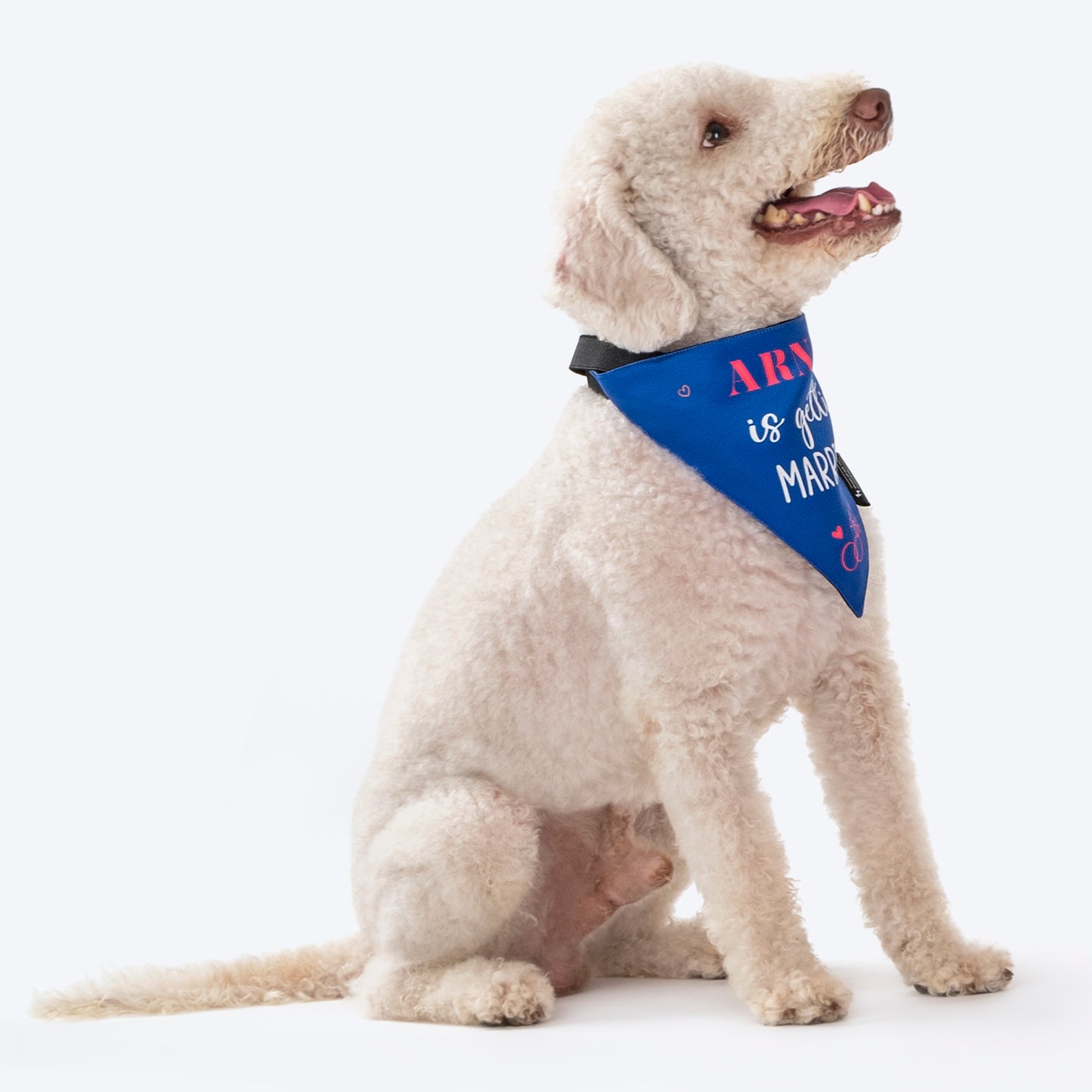 HUFT Personalised (Name) Is Getting Married Proposal Dog Bandana - Heads Up For Tails