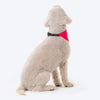 HUFT Personalised Dog Of Honour (Name) Proposal Dog Bandana - Heads Up For Tails