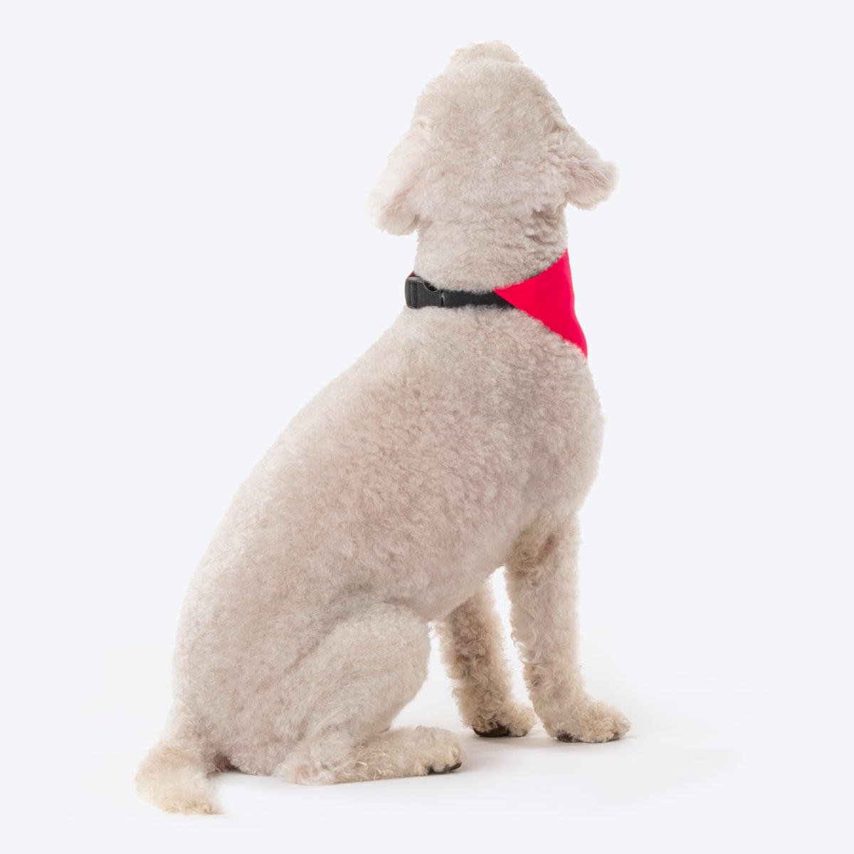 HUFT Personalised Dog Of Honour (Name) Proposal Dog Bandana - Heads Up For Tails